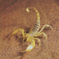 ScorpionTV