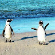 Strandloper