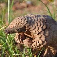 pangolin