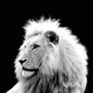 Tariq Umar