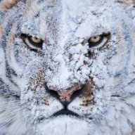Saleh_ksu