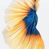 shonobiart