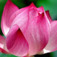 quvinh