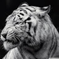 TigerLokee