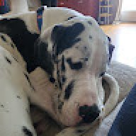 Little_odie81
